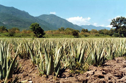 ecolife bio aloe vera plantage in Mexico